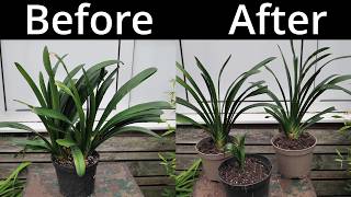 How To Propagate Clivia Plants Through Division [upl. by Nohtanoj]