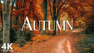 4k Autumn Forest Scene with Relaxing Piano Music for Stress Relief and Studying  Scenic Relaxation [upl. by Mireille40]