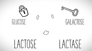 Behind the Science  What Are Digestive Enzymes  Enzymedica® The Enzyme Experts  Since 1998 [upl. by Stephenson]