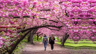 MOST BEAUTIFUL Cherry Blossom Trees in the World [upl. by Einnhoj]