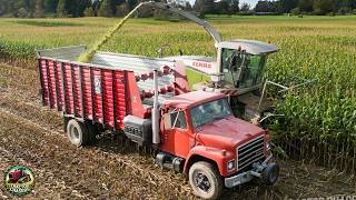 Claas 830 Forage Harvester Chopping Corn Silage [upl. by Mall907]