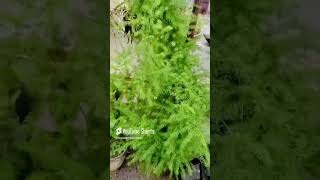 Look at My Shatavari Plantplantslover shatavari natureplants houseplants gardeningtips plants [upl. by Ilatfen]