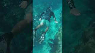 Snorkeling at Sombrero Reef Marathon Key [upl. by Querida]