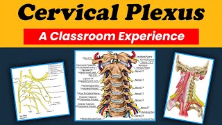 Cervical Plexus  A Class Room Experience  Hindi  Urdu [upl. by Eeladnerb]