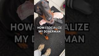 dog socialization dogtraining dogvlog doglife doberman [upl. by Okajima]