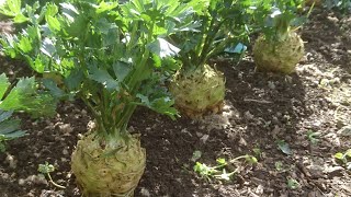 How to grow Celeriac [upl. by Nalda181]