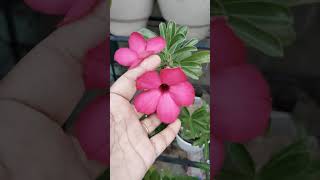 Adenium plant cutting update adenium flower blooms [upl. by Buck849]