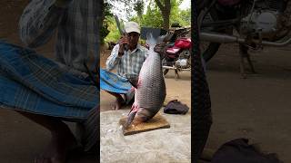 Soo Nice 15Kg Big Catla Fish Cutting By Old Uncle [upl. by Grier384]