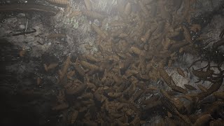 Worms and larvae For UE4 [upl. by Jamima964]