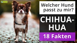 Ist ein Chihuahua der richtige Hund für mich 18 Fakten über Chihuahua [upl. by Aznaed92]