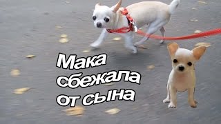 VLOG Мака на поводке первый раз после родов  Закончили ванную [upl. by Nelhsa]