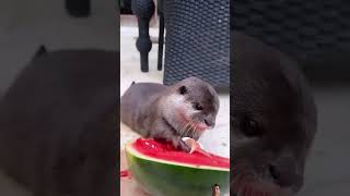 Otters eating watermelon animals otter [upl. by Roselle]