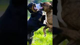 Village Dog Fight shorts dogfights doglover pets [upl. by Oiluarb619]