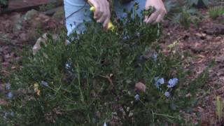 Gardening Tips  Tips on Pruning Shrubs [upl. by Nuahsor]