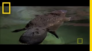 Platypus Parts  National Geographic [upl. by Abbie]