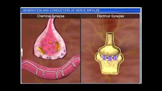 CBSE Class 11 Biology  Generation amp Conduction of Nerve Impulse [upl. by Stephania129]