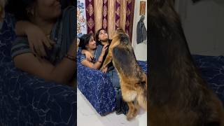 🤣over possessive champ 🐶❤️doglover dog germanshepherd champ reels shorts viral puppy gsd [upl. by Aivatco662]