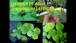 Hablemos sobre la limnobium laevigatum Lechuga de agua [upl. by Iborian]