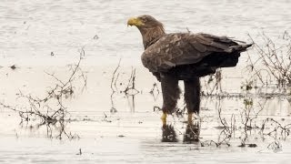 Zeearenden in de Biesbosch CLOSE UP HD [upl. by Gilead]