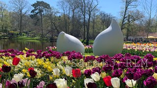 Keukenhof Holland 2022 tulips beautifulflowers springtime [upl. by Shelba]