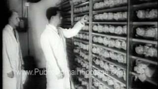 Jonas Salk Polio Vaccine Discovery Public Domain Newsreel PublicDomainFootagecom [upl. by Anastos201]