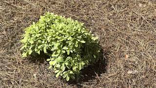 Cream de mint pittosporum  Southern Roots Garden Center Belmont NC [upl. by Brogle]