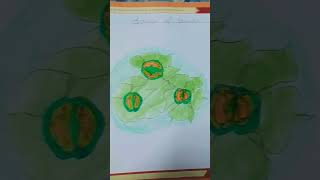 Structure of stomata in easy waydrawingartnew picturethank you for watching and please like [upl. by Pedersen49]