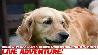 Golden Retrievers amp Bears Understanding Their Interactions [upl. by Aicercal]