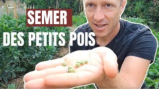 Tuto jardin  Comment semer des petits pois [upl. by Enitsej]