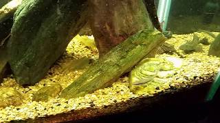 High Fin Spotted Plecostomus From Petsmart [upl. by Seward794]