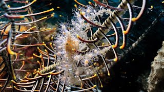 Decorated crab Achaeus spinosus in Ambon  Indonesia  September 2024 4K60fps [upl. by Merfe140]