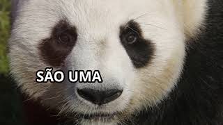 As 10 curiosidades sobre Pandas que vc deveria conhecer [upl. by Seidel]