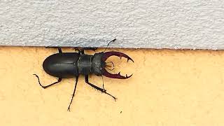 Hirschkäfer Riesen Käfer Die größten Insekten Das größe Insekt der Welt Lucanus cervus Stag Beetle [upl. by Serles584]