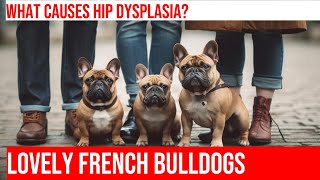 Dealing with Hip Dysplasia in French Bulldogs [upl. by Eixam357]