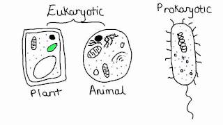 234 Compare Prokaryotic and Eukaryotic Cells [upl. by Elac]