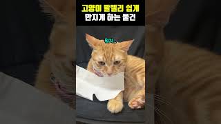 고양이 발젤리를 쉽게 만지게 하는 물건 [upl. by Inail]