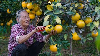 200 kilograms of oranges for Chinese cuisine and sale｜阿婆摘200公斤橙子賣，一天得500多塊，開心回家做橙餅蒸橙糕｜广西 美食｜ 玉林阿婆 [upl. by Yeca]