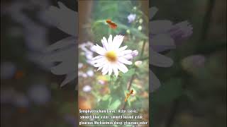 Symphyotrichum laeveAster laevis smooth blue aster smooth leaved aster glaucous Michaelmas daisy [upl. by Ierbua]