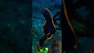 An amazing Batfish  Platax pinnatus juvenile 😊underwatervideo underwatervideos [upl. by Ariaet441]