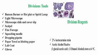 Tools and Reagents for Meiosis Divisions Preparation [upl. by Rochkind148]