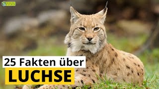 25 SteckbriefFakten über Luchse  DokuWissen über Tiere  für Kinder [upl. by Phaedra]