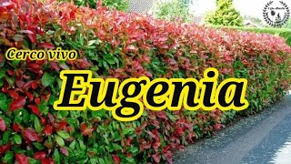 Cuidados de la Eugenia  Especial cerco vivo [upl. by Frodi799]