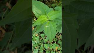 CHROMOLAENA ODORATA ‼️ RUMPUT MINJANGAN  kopasanda  balakacida [upl. by Macmahon]