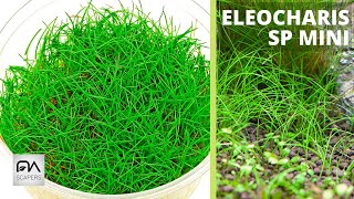 ELEOCHARIS SP MINI [upl. by Ormiston]