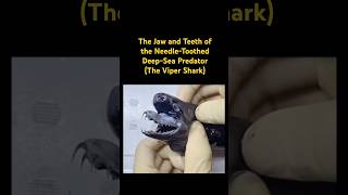 The Jaw and Teeth of the NeedleToothed DeepSea Predator…🦈music sharks sea animals [upl. by Karab]