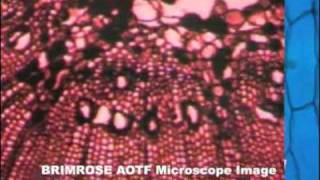 Brimrose AOTF Microscope Images [upl. by Roby]