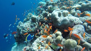 Maldives Snorkeling Robinson Club Noonu 2021 GoPro Highlights [upl. by Hardman903]