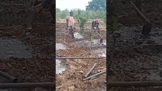 How to plant onions on furrow irrigation System onion villagelife [upl. by Yusuk]