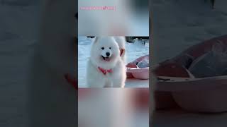 Siberian dog 🐕 दादी मां ki bottle collect करने मे madat क्यू kar रहा tha🥹🥺 [upl. by Nivloc180]