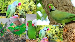 Ringneck talking parrot  mix parrot funny video  funny video of mithu parrot🦜🦜🦜 [upl. by Fari]